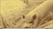 animaux de la ferme Farm animals | Adventure Valley Durham | goats pigs rabbits chicken