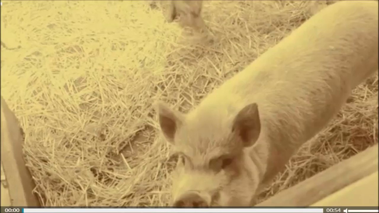 animaux de la ferme Farm animals | Adventure Valley Durham | goats pigs rabbits chicken