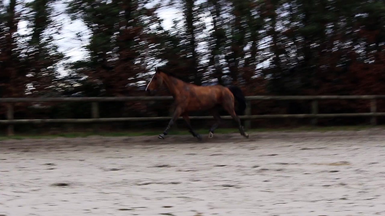 16-01-10 - Trot en liberté 2