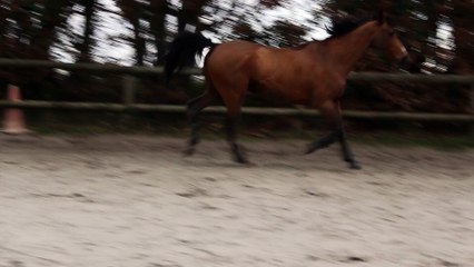 16-01-10 - Trot en liberté 3