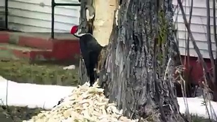 شاهد قوة منقار نقار الخشب!