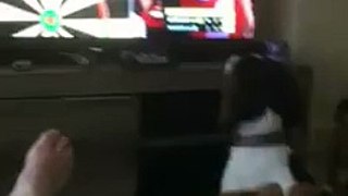 Funny dog chases darts when they're thrown on TV