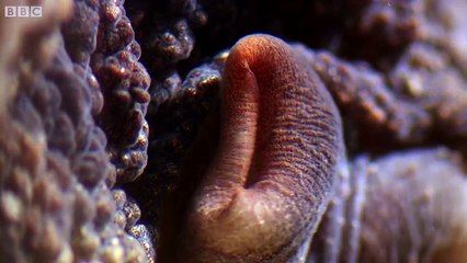 Amazing Walking Octopus