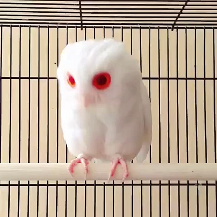Cute Baby Owl
