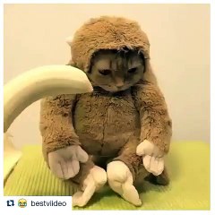 Kediye Maymun Kostümü Giydirip Muz Vermek