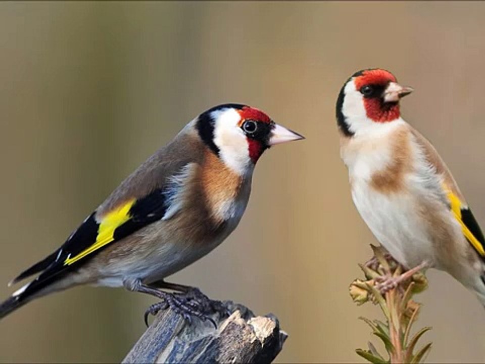 the goldfinch singing training