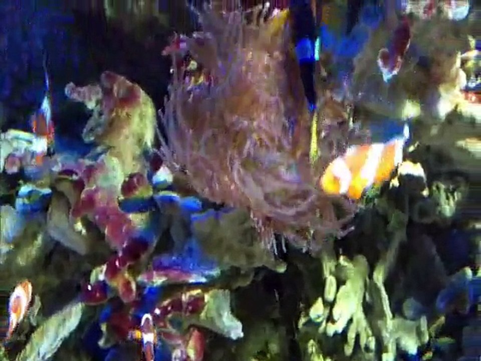 Océarium du Croisic