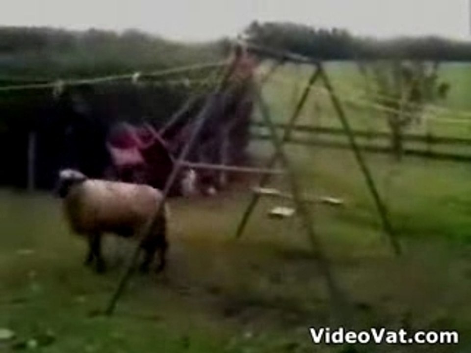 Crazy Sheep