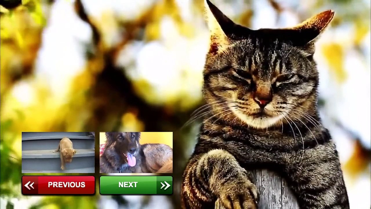 Funny Animals - A Funny And Cute Animal Videos Compilation 2015 [NEW HD]