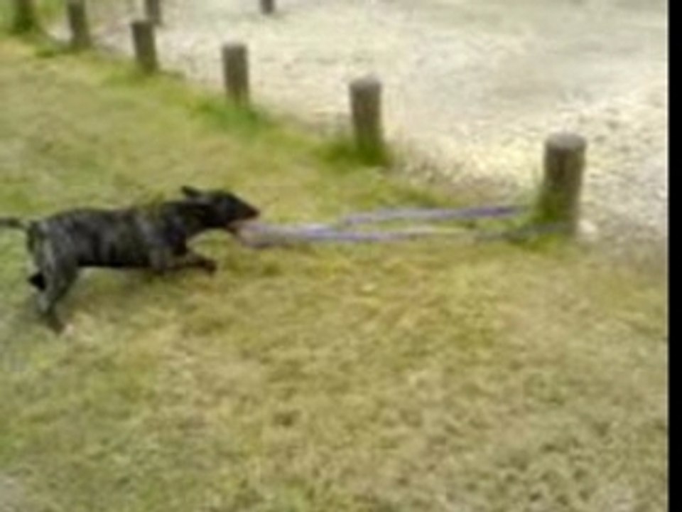Mon chien baxter
