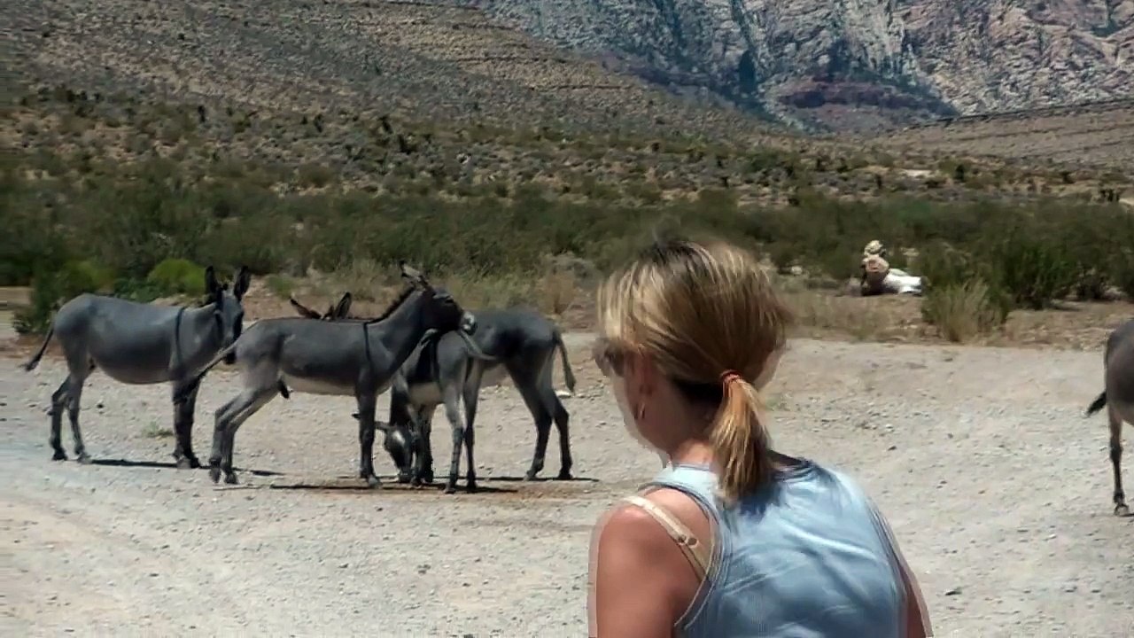 Wild Burro's - जंगली गधा का