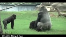 18 Mating Funny Animals Compilation Animal Videos Video Dailymotion
