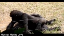 Best Animals Mating: Monkey mating in Zoo so funny videos 2016