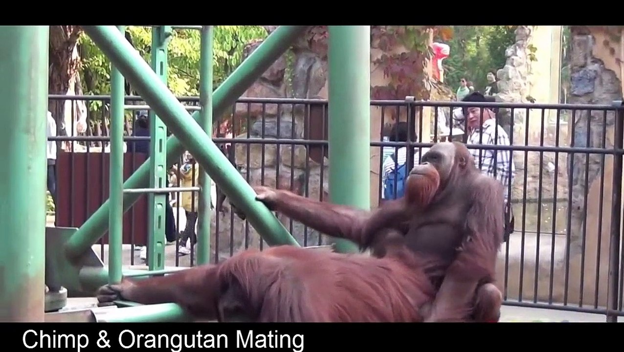 Best Animals Mating: Chimp mating - orangutan mating funny videos 2016