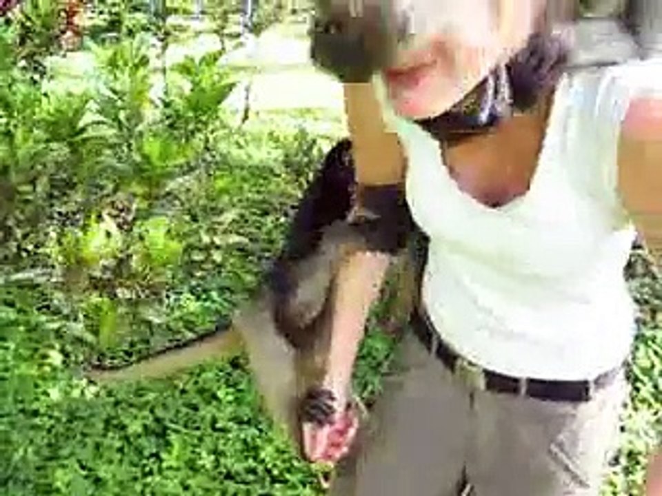 Funny Monkeys