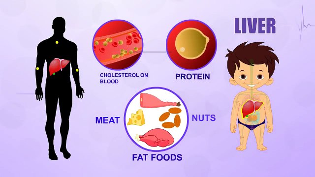 Liver - Human Body Parts - Pre School Know Your Body - Animated Videos For Kids