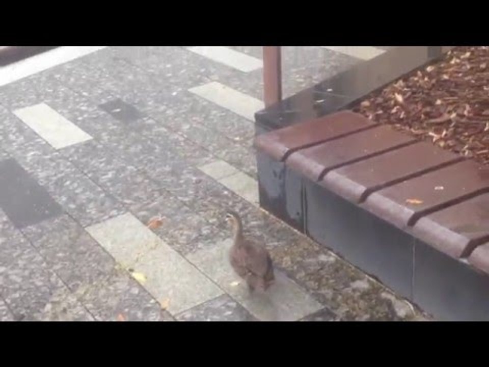 Duck in Wet Brisbane 5 Jan 2016