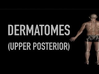 Dermatomes - Upper Body - Posterior - Anatomy Quiz - Black Background