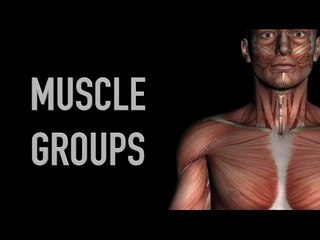 Shoulder and Chest Muscle Groups - Black Background