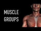 Shoulder and Chest Muscle Groups - Black Background