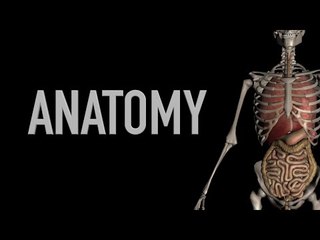 Body Planes - Anatomy Quiz - Black Background