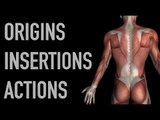 Deltoid Muscles - Origins, Insertions & Actions - Black Background
