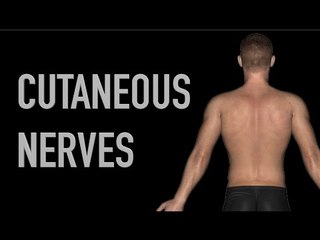 Posterior Cutaneous Nerves - Anatomy Quiz - Black Background