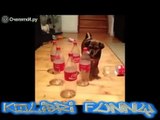 BEST FUNNY ANIMALS COMPILATION 2014 'TOP 100 of short tricks with animals'.