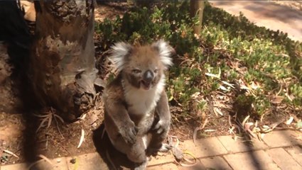 Koala Gets Kicked Out Of Tree and Cries!
