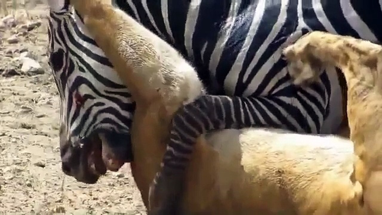 Lion Attack