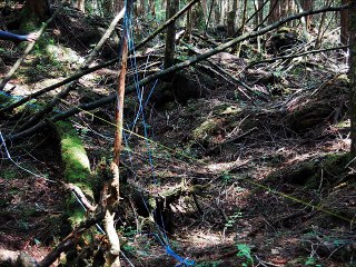Aokigahara by The Electric Trunk