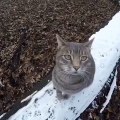 Manny the Cat Takes Selfies for Him and His Dogs with a GoPro Camera