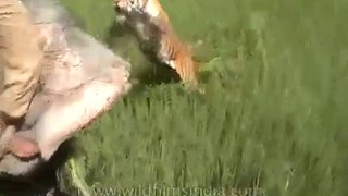 Lion Attack On People In France