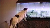 Новые смешные видео кошек и собак компиляции 2015 смешные животные кошки плохо