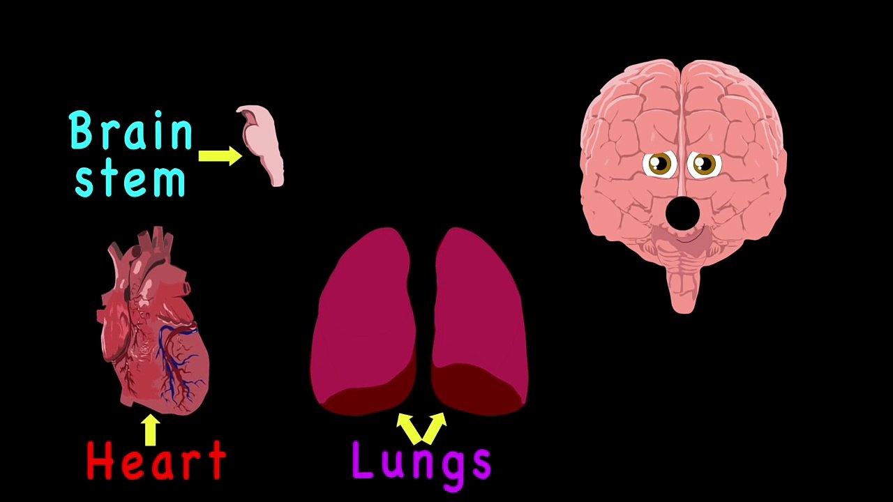 The Human Body for Kids/Learn about the Human Body for Children/Brain Song for Kids
