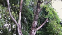 Ghost Standing Under Haunted Tree | Real Ghost Caught on Tape | Scary Videos