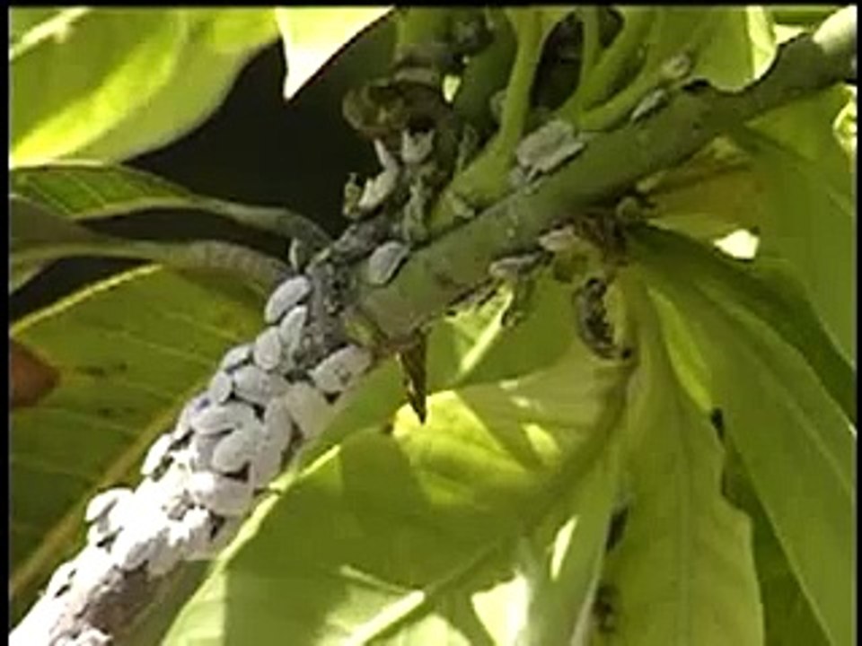 Mango Gadehri 06-01-2016