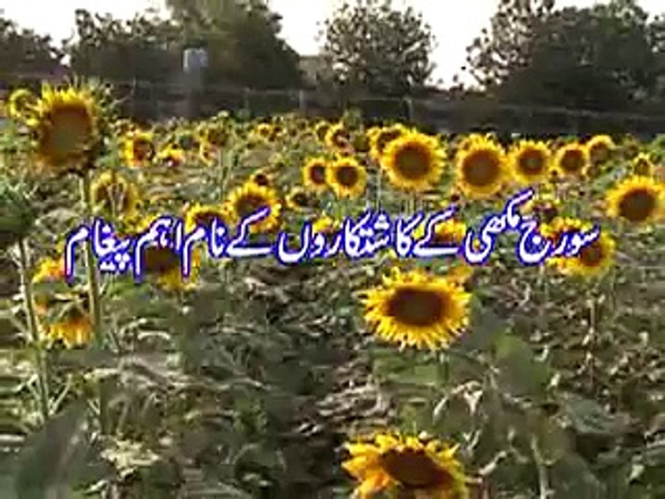 TVC of Sunflower Sharah beej aur khadoo ka istamaal 05-01-16