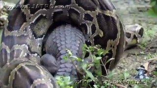 Python eats Alligator 02, Time Lapse Speed x6