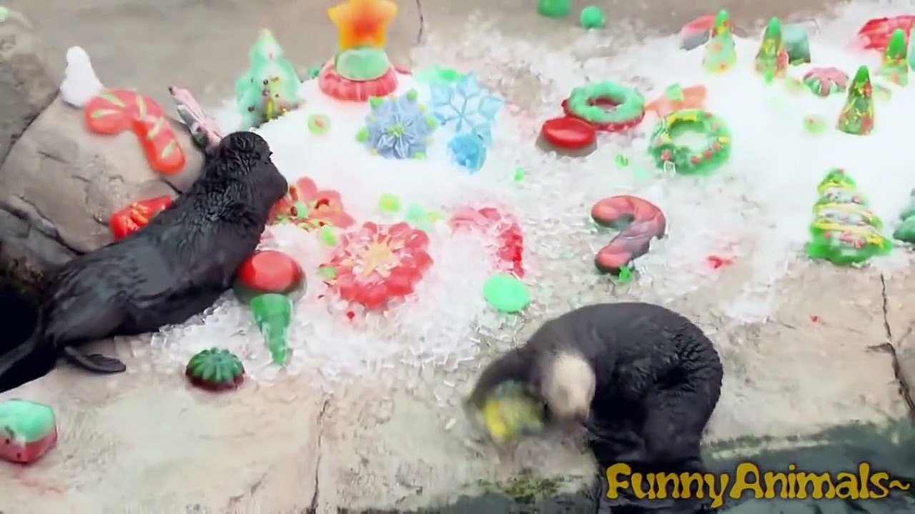 Funniest Animal Fails Compilation 2015 | FailArmy
