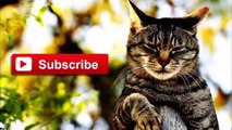 BEST FUNNY Cats & Dog Fails 2014 Top ANIMALS COMPILATION