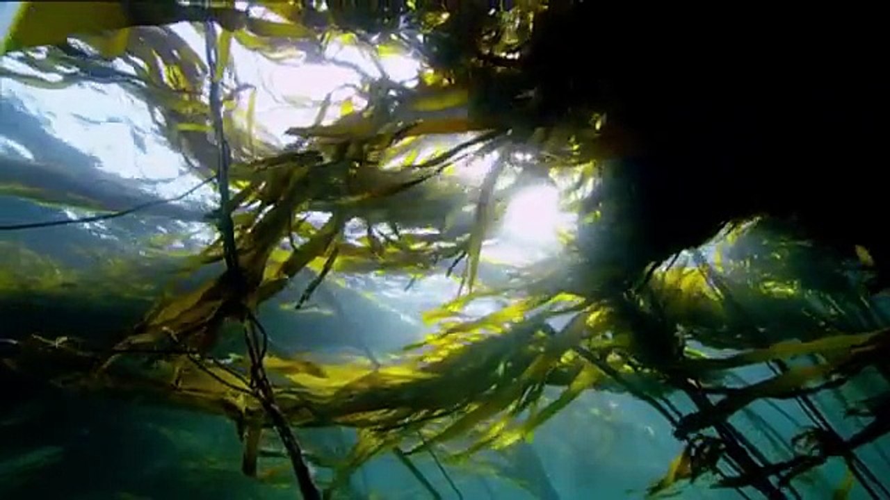 Nature Is Speaking  Julia Roberts is Mother Nature  Conservation International CI