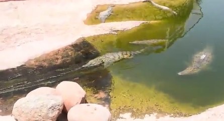 Un crocodile s'amuse dans un toboggan aquatique