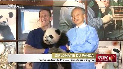 Bei Bei : l’ambassadeur de Chine au Zoo de Washington