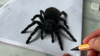3D Spider Drawing_AMAZING realistic illusion! - man made univers