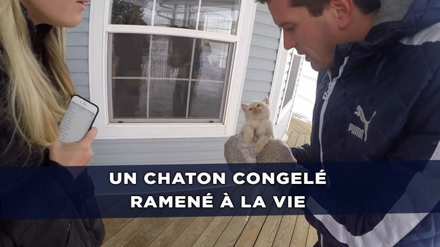 Un chaton congelé ramené à la vie grâce à des soins de première urgence