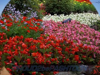 ♥ ♫ ♥Pashto Song...Ahmad Zahir...Lar Sha Nangarhar Ta.