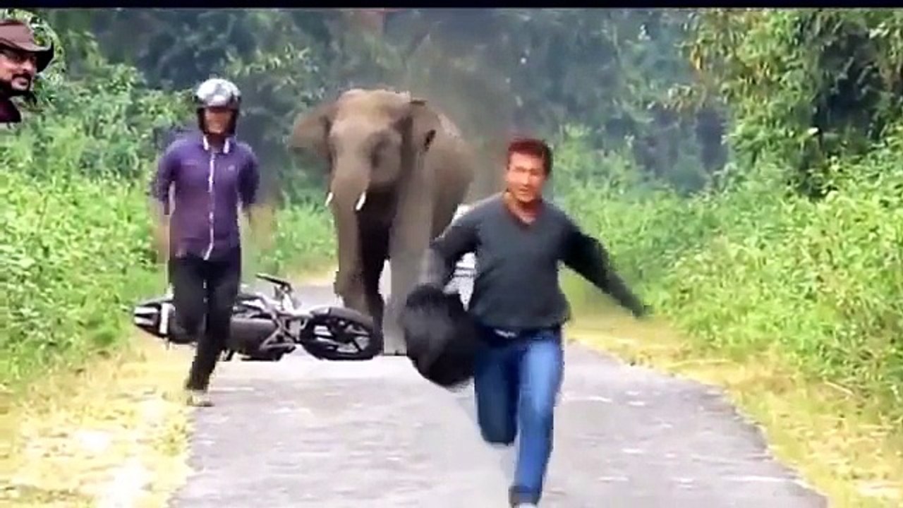 Best Funny Animals #1