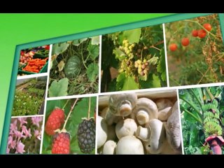 Virus Free Banana Plant Production Through Tissue Culture