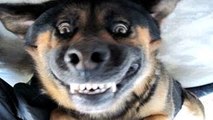 Divertido Ladrido De Los Perros Un Gracioso Perro Ladrando Videos Compilación De 2015